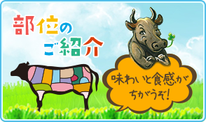 部位のご紹介
